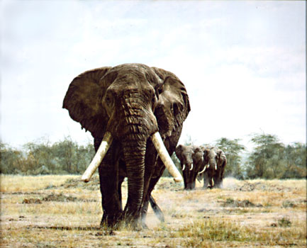 Elephant