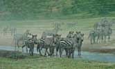 Zebras at Ndutu