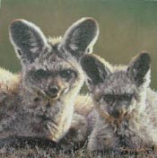 Bat Earred Foxes