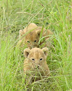 The Lion Cubs