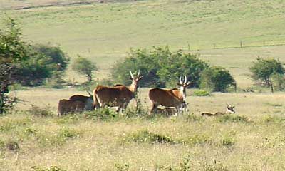 Eland Group