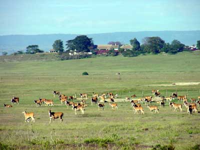 Eland in front of house