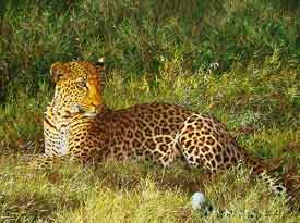 Leopard in Lake Nakuru National Park, Kenya