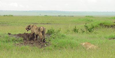 Lionesses Digging
