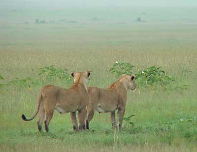 Two Lionesses