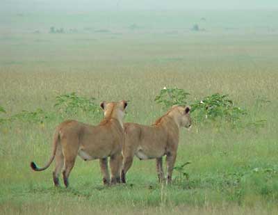 Two Lionesses