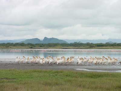 Pelicans