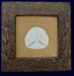 Sanddollar