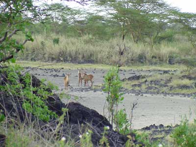 waterbuck